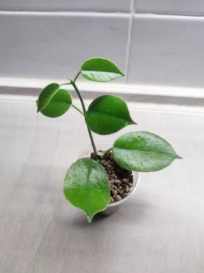 Hoya lauterbachii