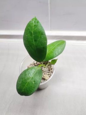 Hoya Sunshine MB