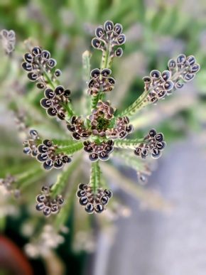 Kalanchoe tubiflora "mother of millions"