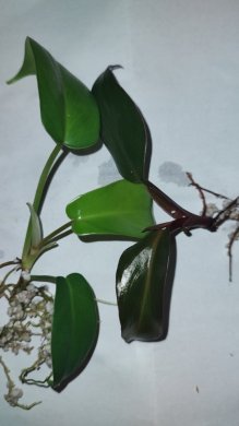 Filodendron Majesty + Filodendron Florida (Ghost)