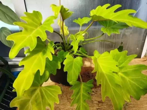 Philodendron xanadu gold.webp
