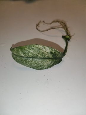 Rhaphidophora puberula variegata