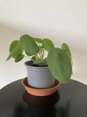 IMG_4376.jpeg