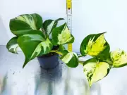 Epipremnum aureum Manjula.webp