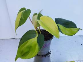 Philodendron hederaceum brasil