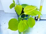Philodendron hederaceum Lemon lime.webp