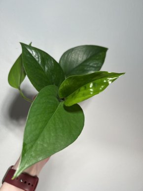 Epipremnum aureum 'Jade' 2v1