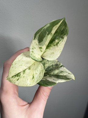 Epipremnum aureum 'Manjula'