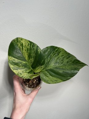 Epipremnum aureum 'Marble Queen' 2v1