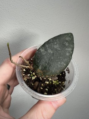 Hoya caudata Sumatra