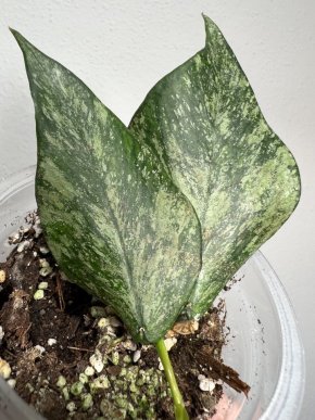 Hoya polyneura ‘broget’