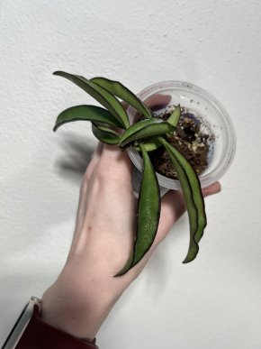 Hoya wayetii