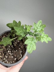 IMG_7670.jpeg