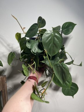 Philodendron hederaceum - velká rostlina