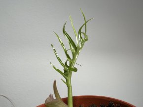 Philodendron 'Tortum'