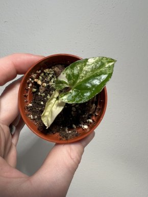 Syngonium podophyllum 'Albo'