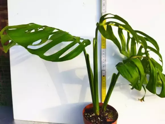 Monstera esqueleto.webp
