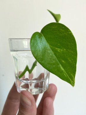 Epipremnum aureum čerstvý vrcholový řízek🌿