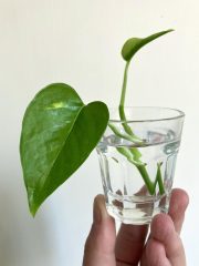 epipremnum2.jpg