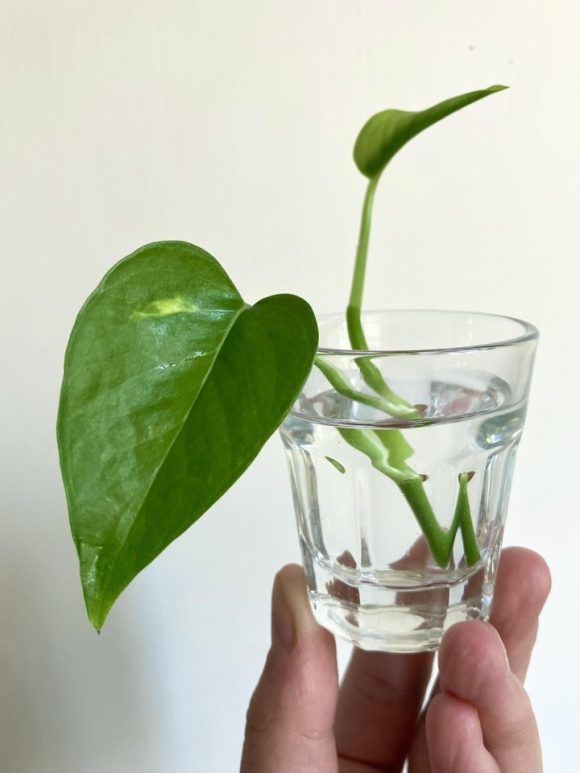 epipremnum2.jpg