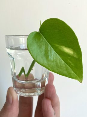 Epipremnum aureum čerstvý vrcholový řízek🌿