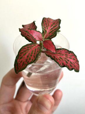 Fittonia pink forrest flame čerstvý vrcholový řízek 💕