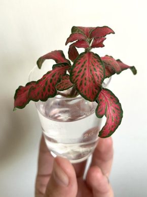 Fittonia pink forrest flame čerstvý vrcholový řízek 💕