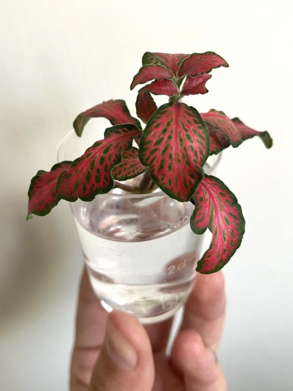 fittonia2a.jpg