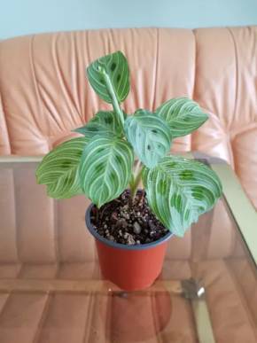 Maranta light Venis