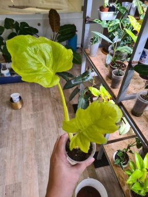 philodendron warscewiczii aurea flavum