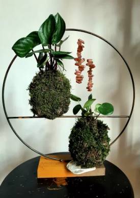 Mini kokedama Peperomia argyreia a Pilea