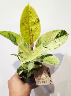 Ficus elastica Shivereana 3