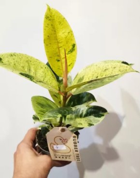 Ficus elastica Shivereana 4