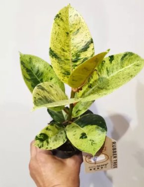 Ficus elastica Shivereana 6