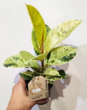 Ficus elastica Shivereana 7