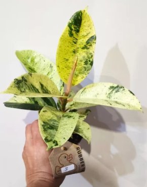 Ficus elastica Shivereana 8