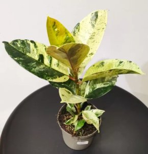 Ficus elastica Shivereana 10