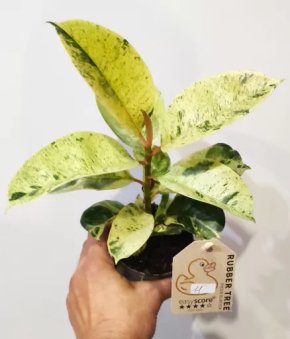 Ficus elastica Shivereana 11