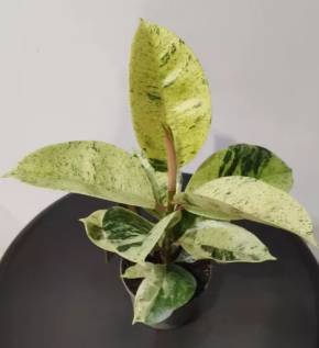 Ficus elastica Shivereana 12