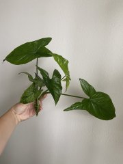 IMG_3820.jpeg