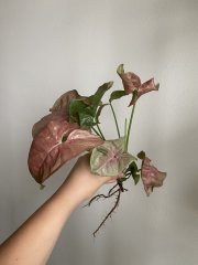 IMG_3815.jpeg