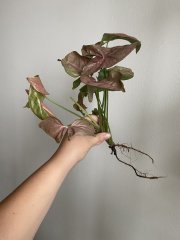 IMG_3816.jpeg