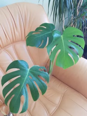 Monstera Deliciosa - čerstvý vrcholový řízek