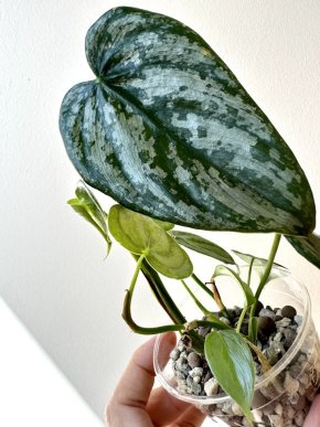 Philodendron Brandtianum 1
