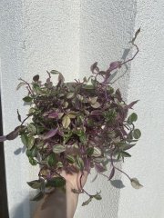 IMG_3824.jpeg