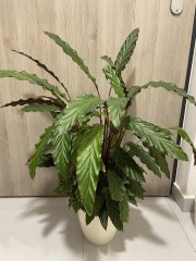 IMG_3840.jpeg