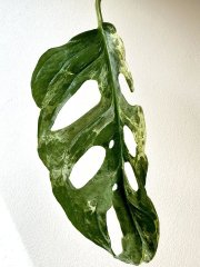 IMG_5244.jpeg