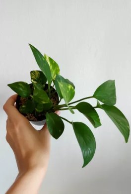 epipremnum aureum