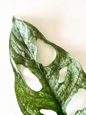Monstera Adansonii Mint