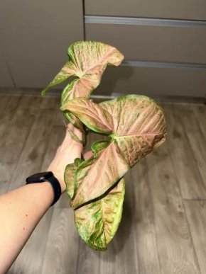 Syngonium pink yellow